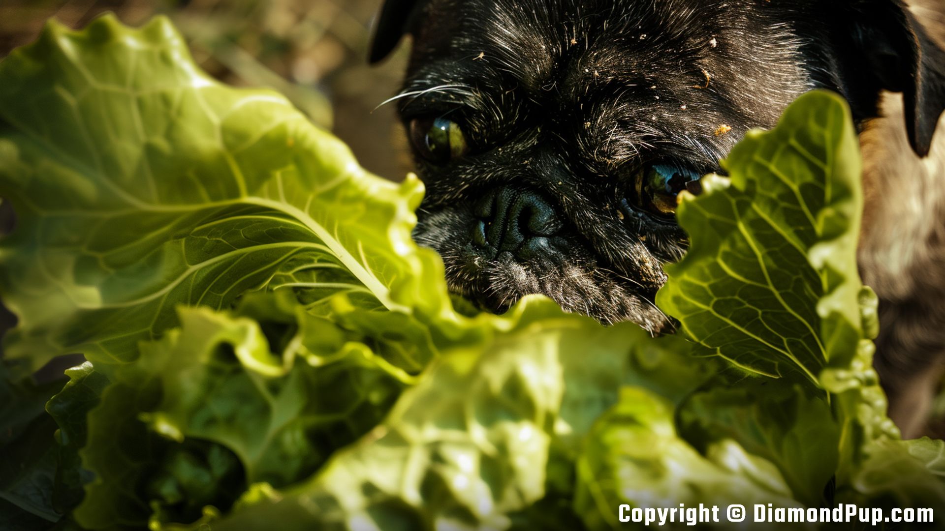 Picture of a Happy Pug Eating Lettuce