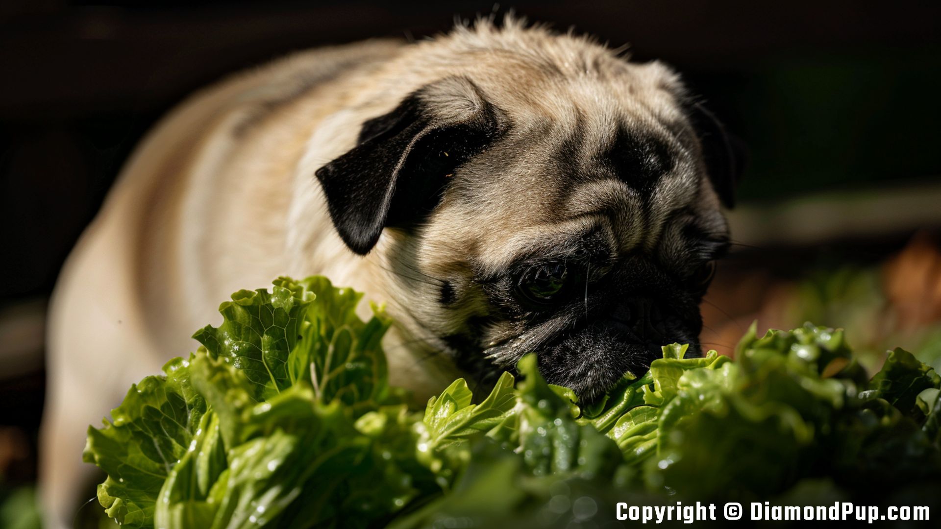 Picture of a Happy Pug Snacking on Lettuce