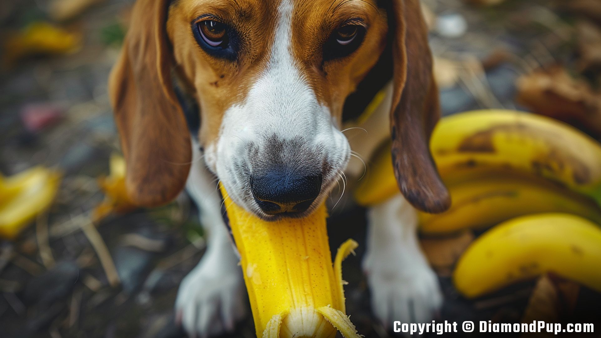 Picture of a Playful Beagle Eating Banana
