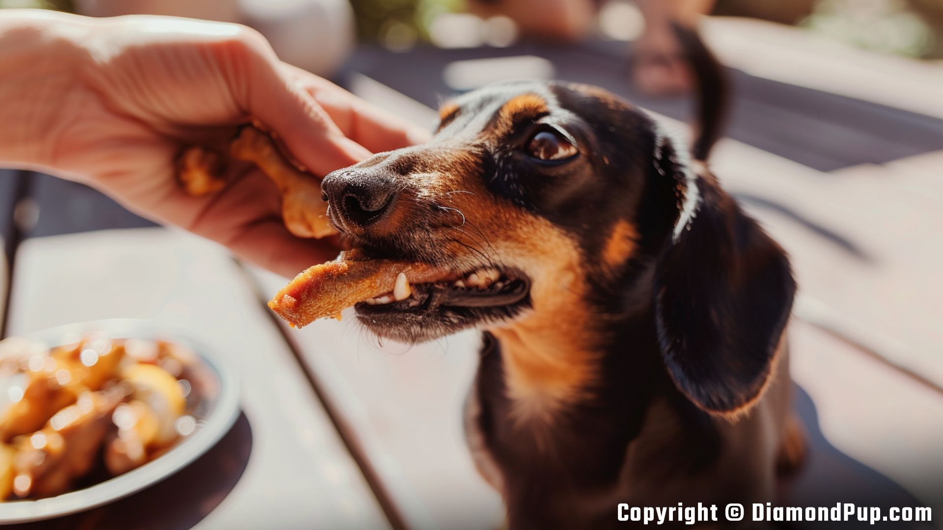 Picture of a Playful Dachshund Eating Chicken
