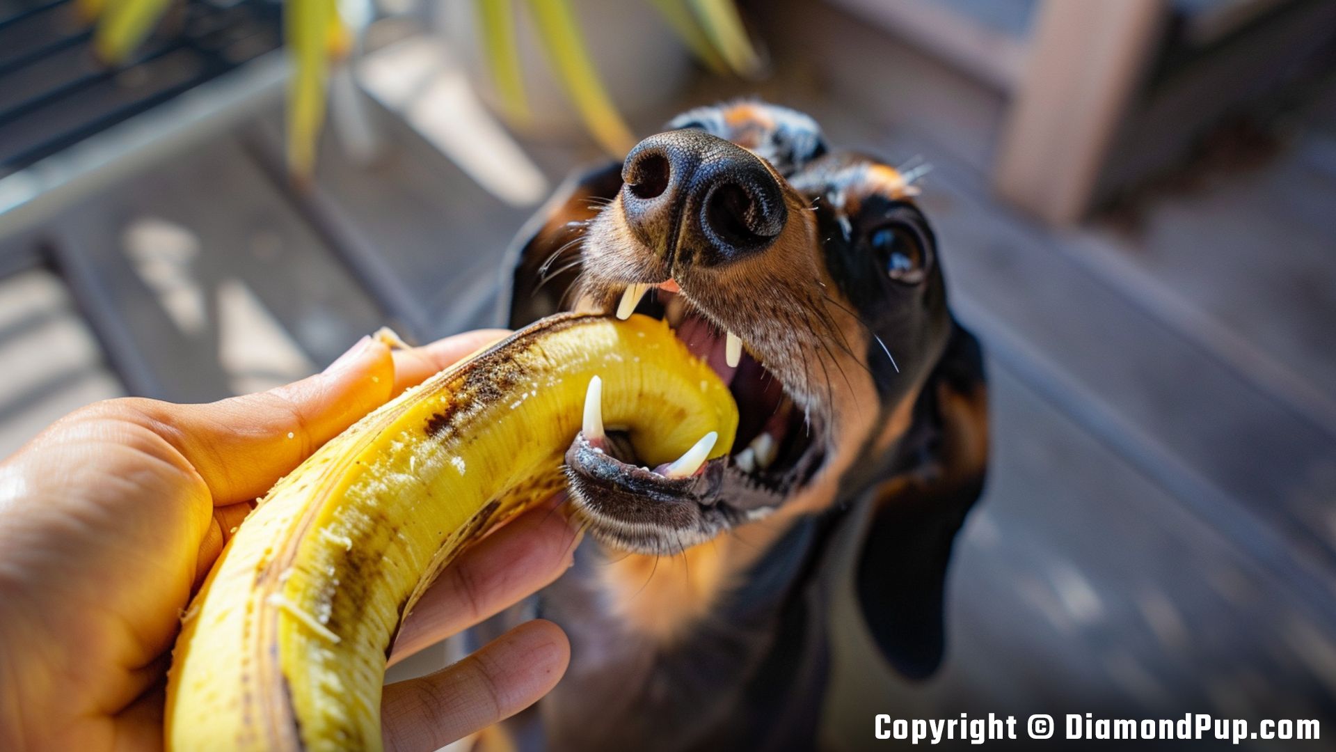 Picture of a Playful Dachshund Snacking on Banana