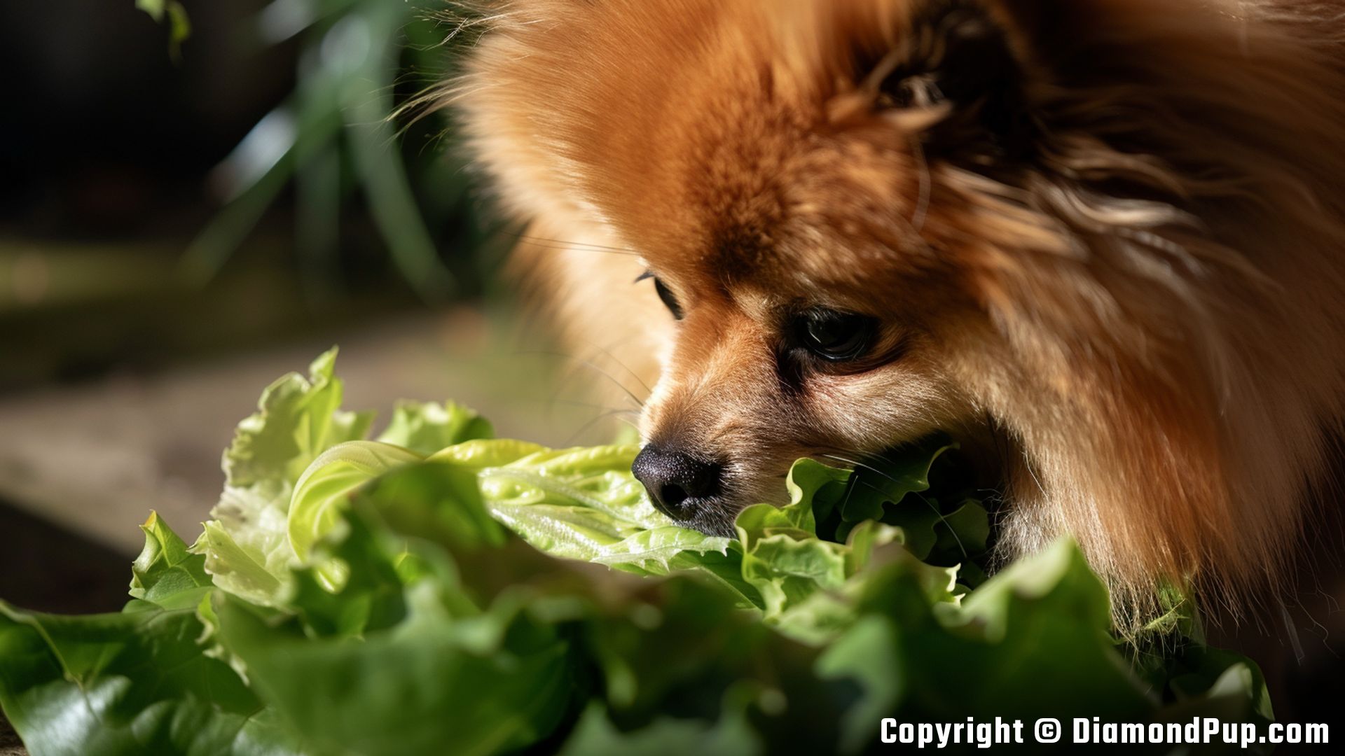 Picture of a Playful Pomeranian Eating Lettuce