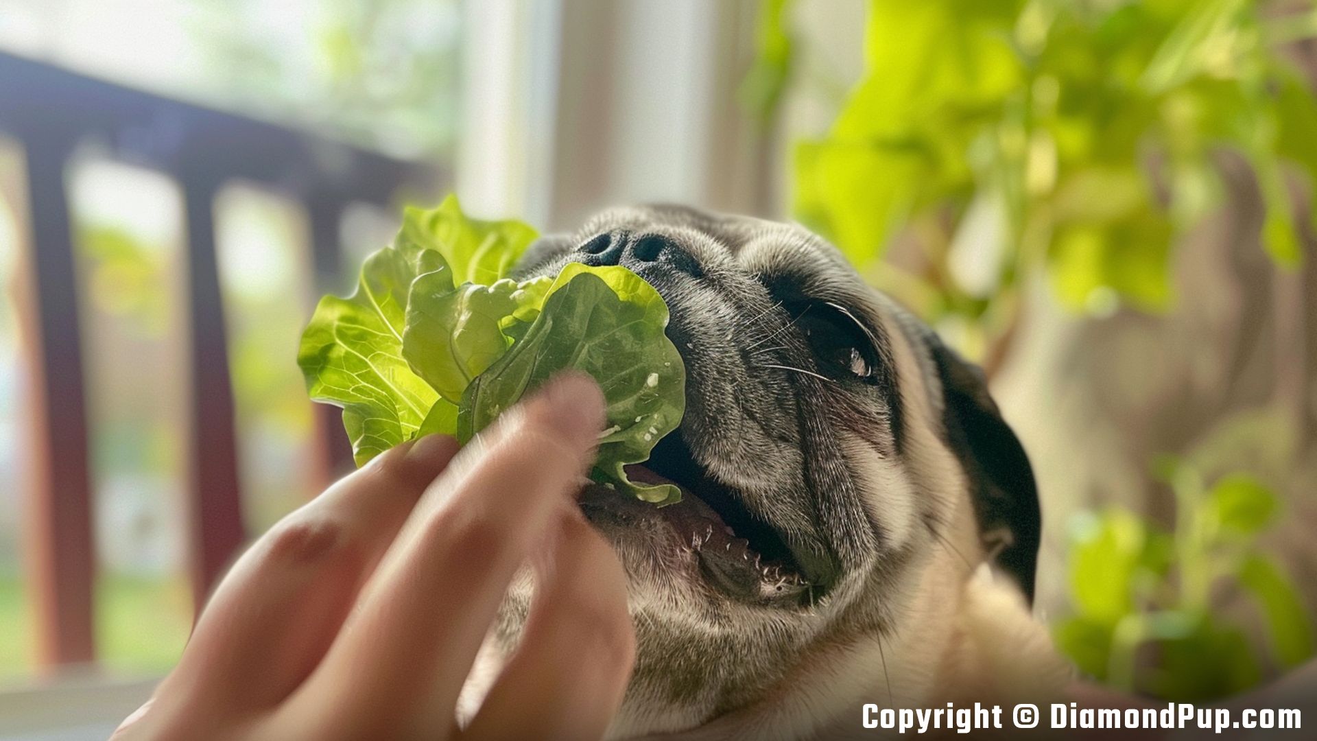 Picture of a Playful Pug Eating Lettuce