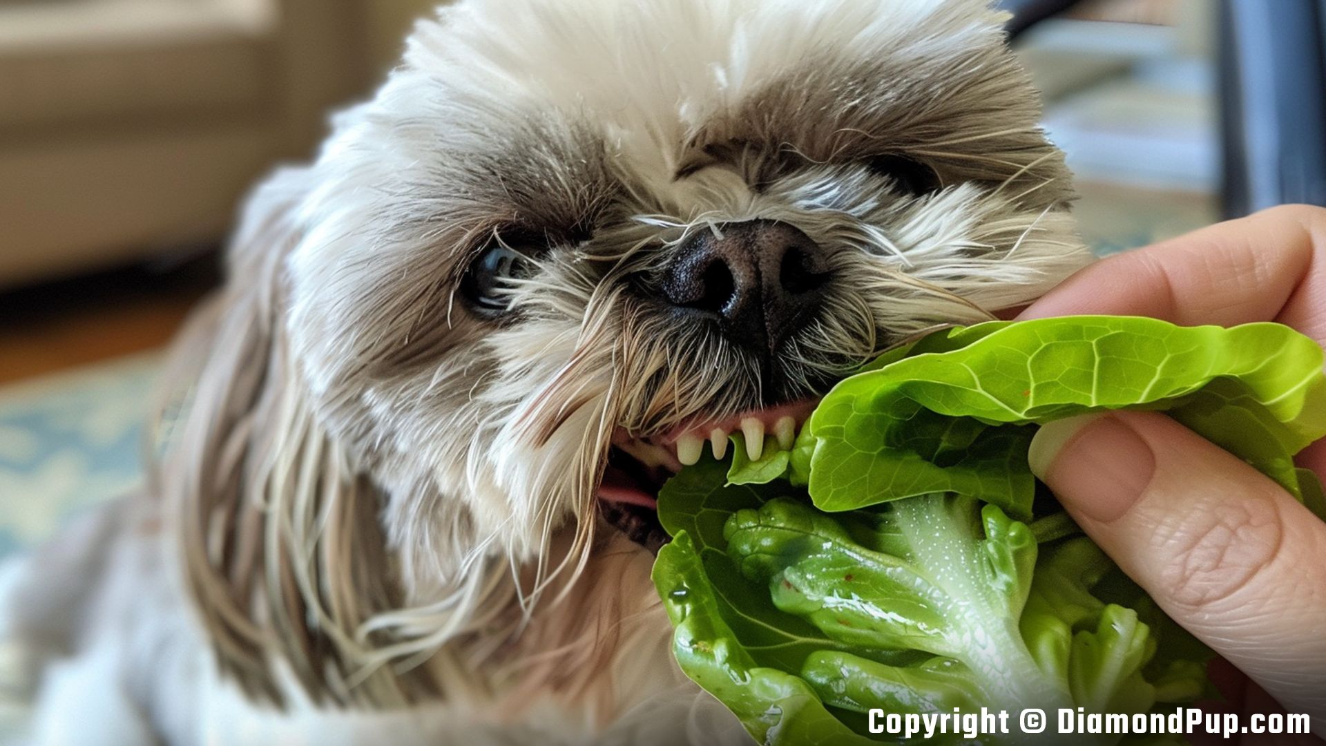 Picture of a Playful Shih Tzu Eating Lettuce