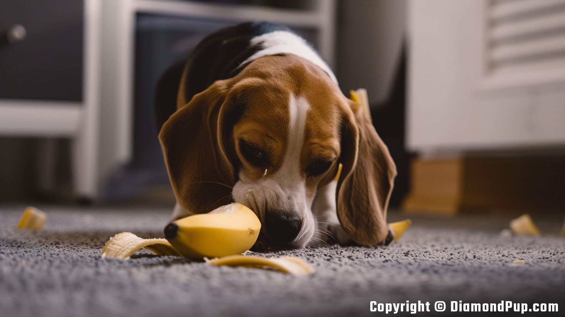 Picture of an Adorable Beagle Eating Banana