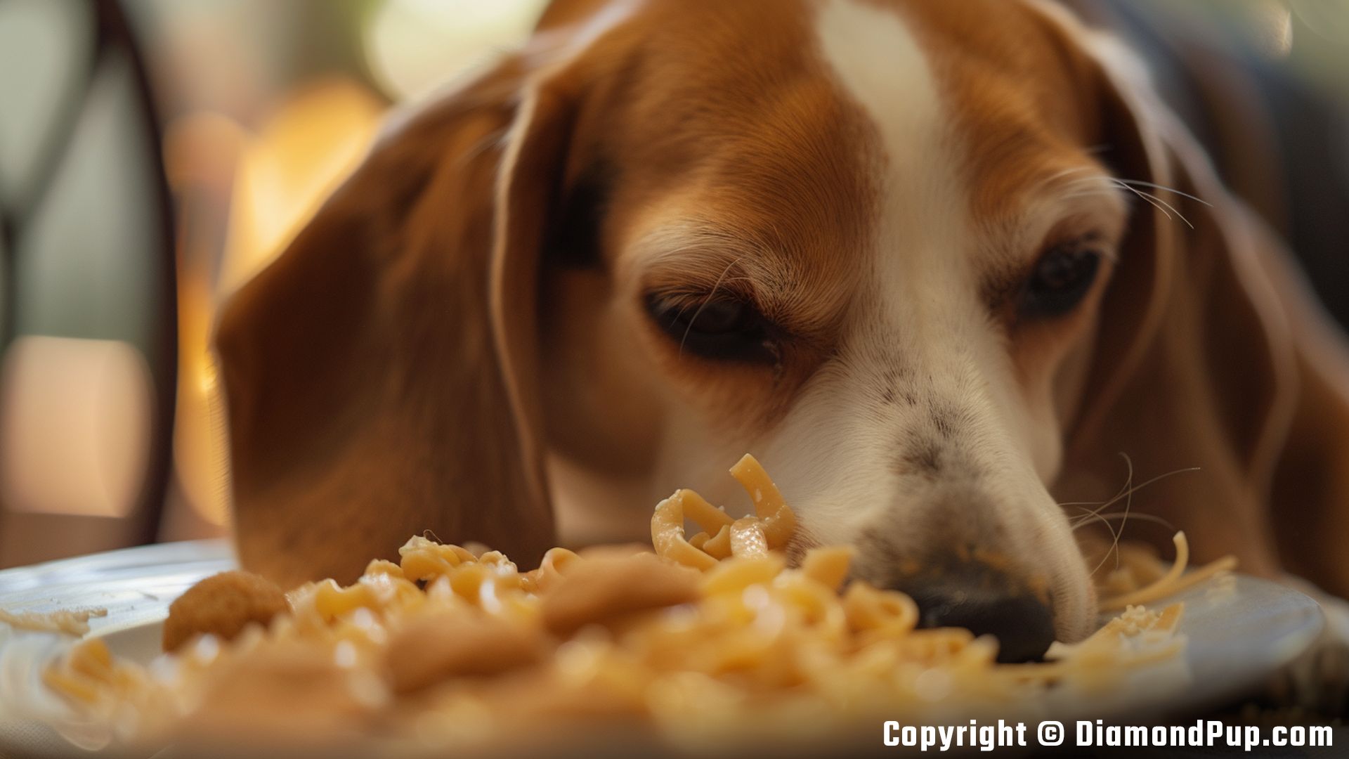 Picture of an Adorable Beagle Eating Pasta