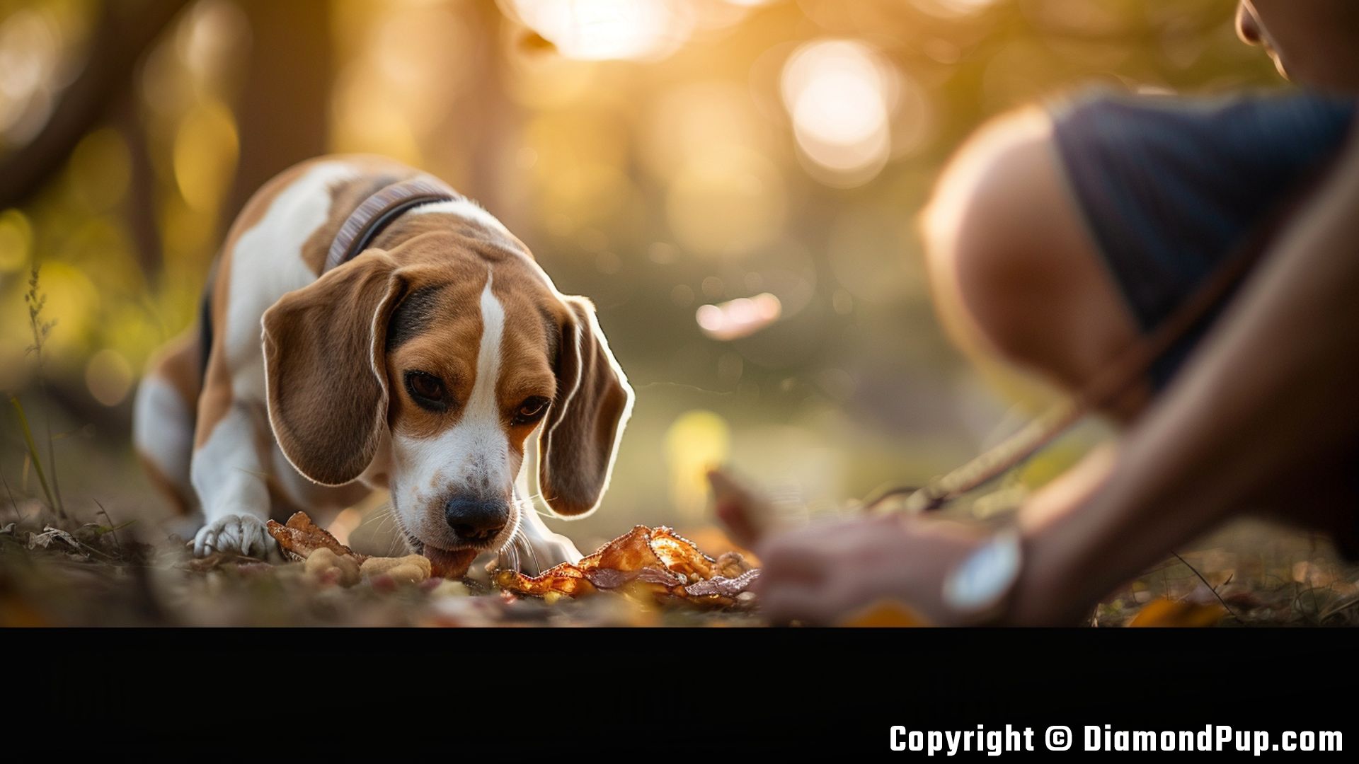 Picture of an Adorable Beagle Snacking on Bacon