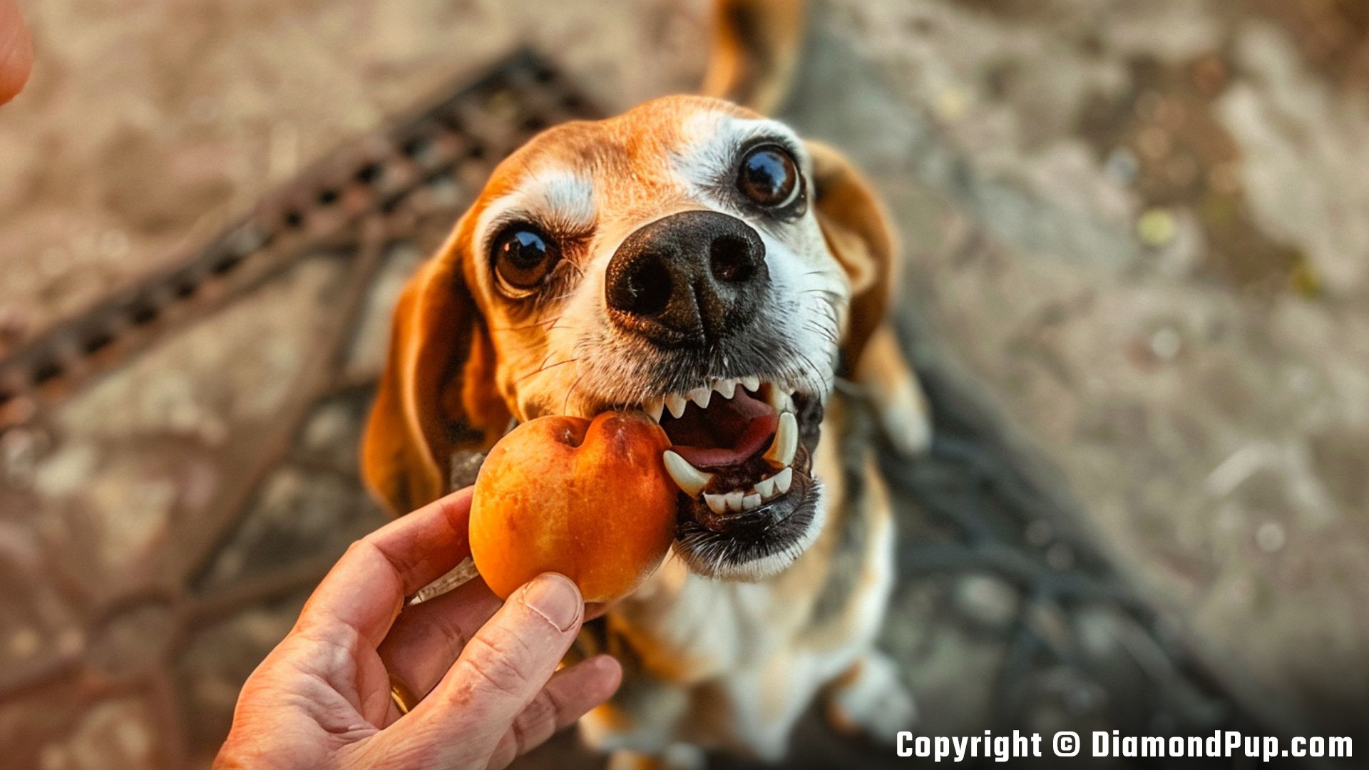 Picture of an Adorable Beagle Snacking on Peaches