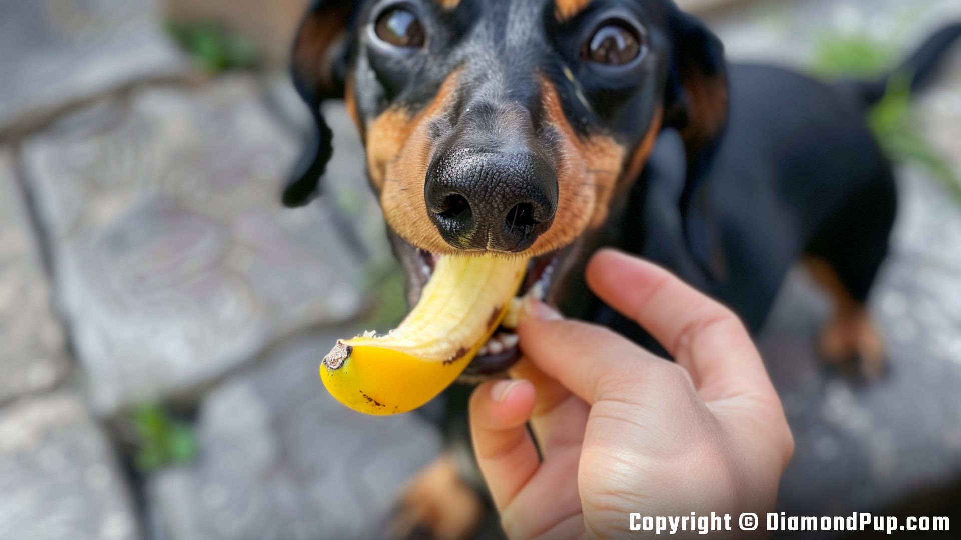 Picture of an Adorable Dachshund Eating Banana