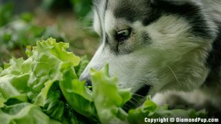 Picture of an Adorable Husky Eating Lettuce