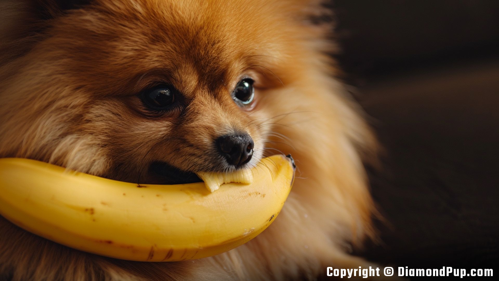 Picture of an Adorable Pomeranian Eating Banana
