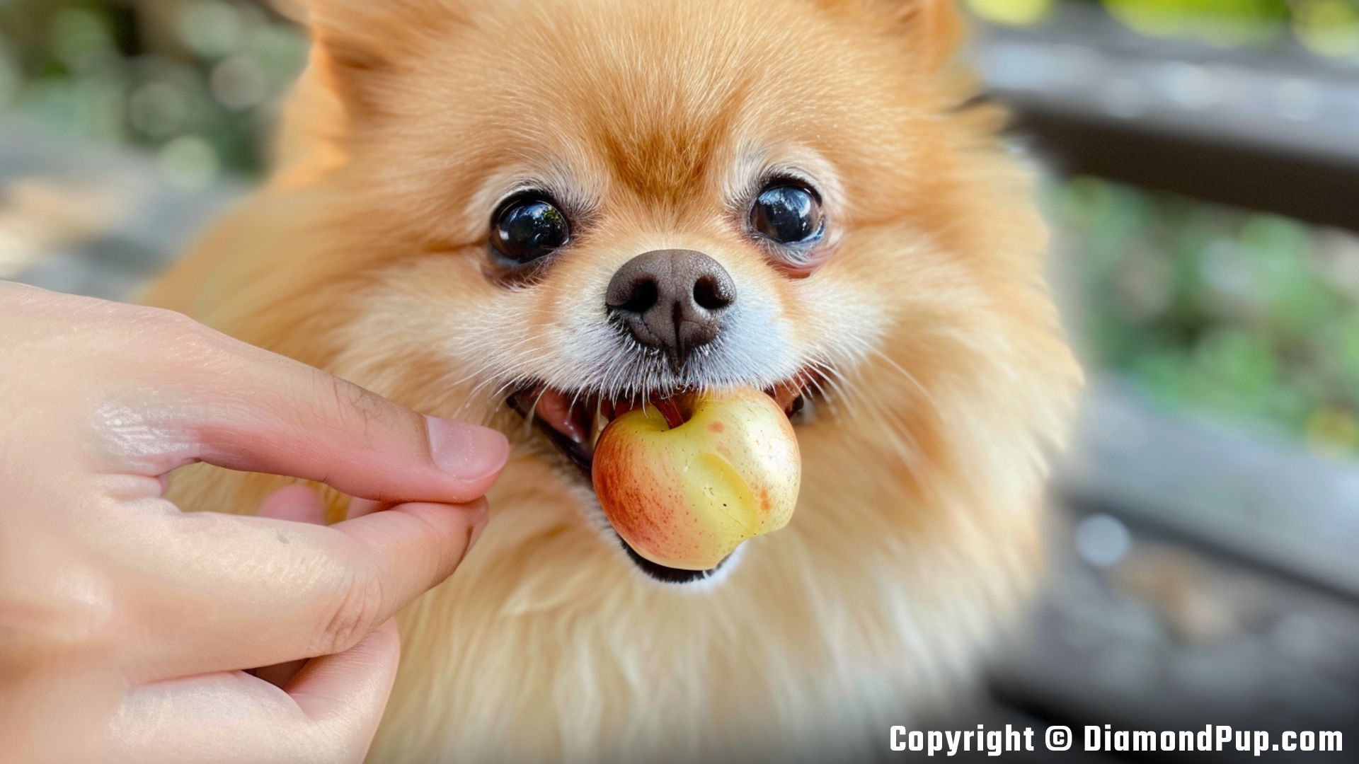 Picture of an Adorable Pomeranian Snacking on Peaches