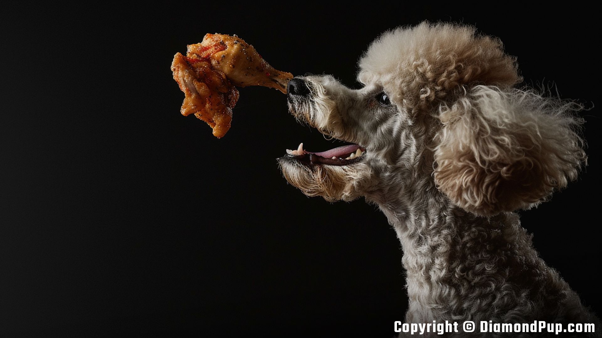 Picture of an Adorable Poodle Snacking on Chicken