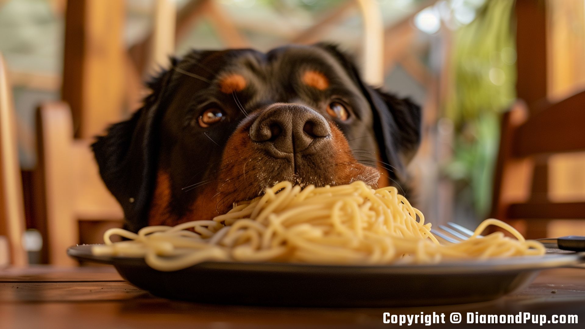 Picture of an Adorable Rottweiler Snacking on Pasta