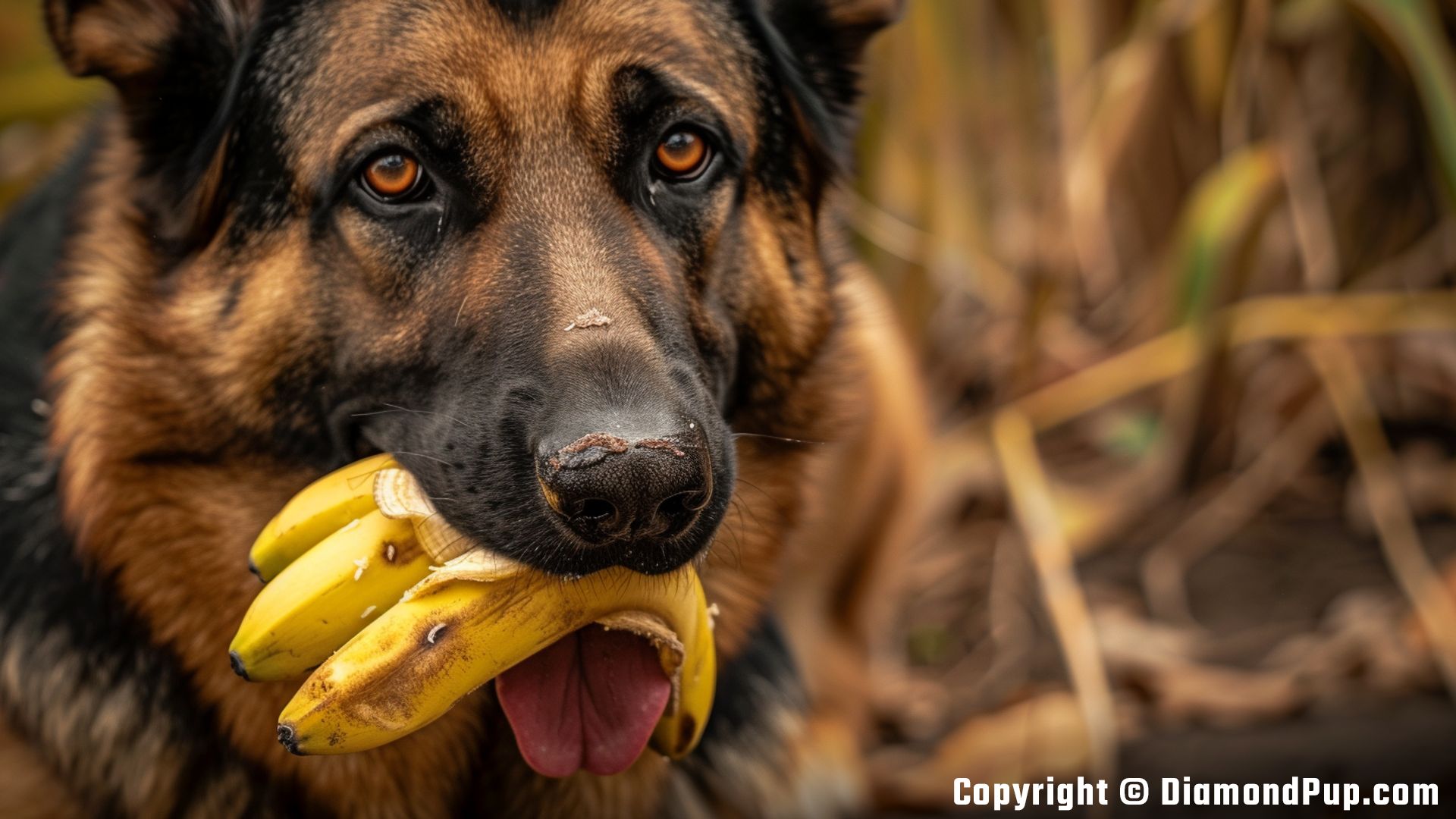 Picture of German Shepherd Eating Banana