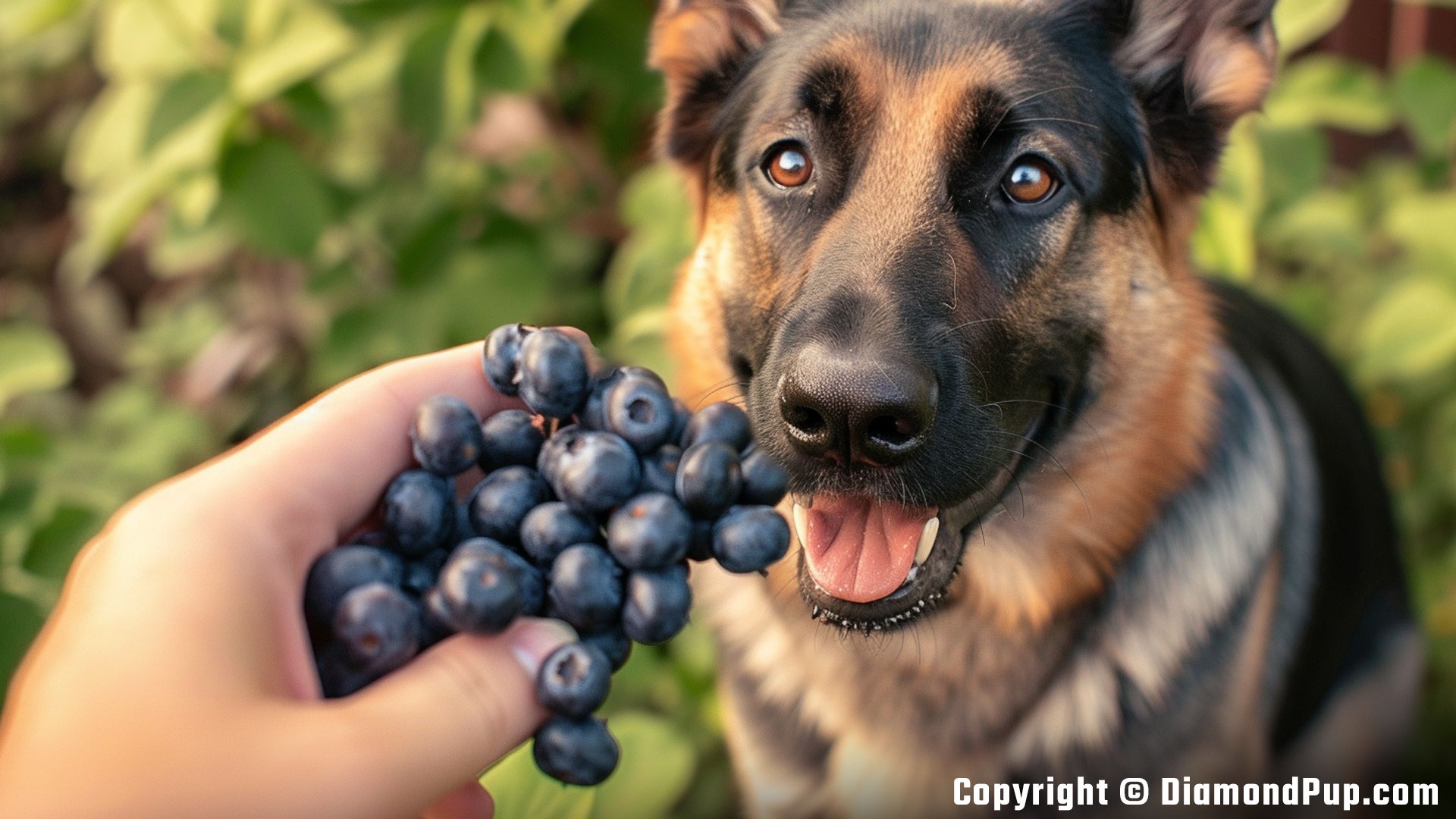 Picture of German Shepherd Eating Blueberries