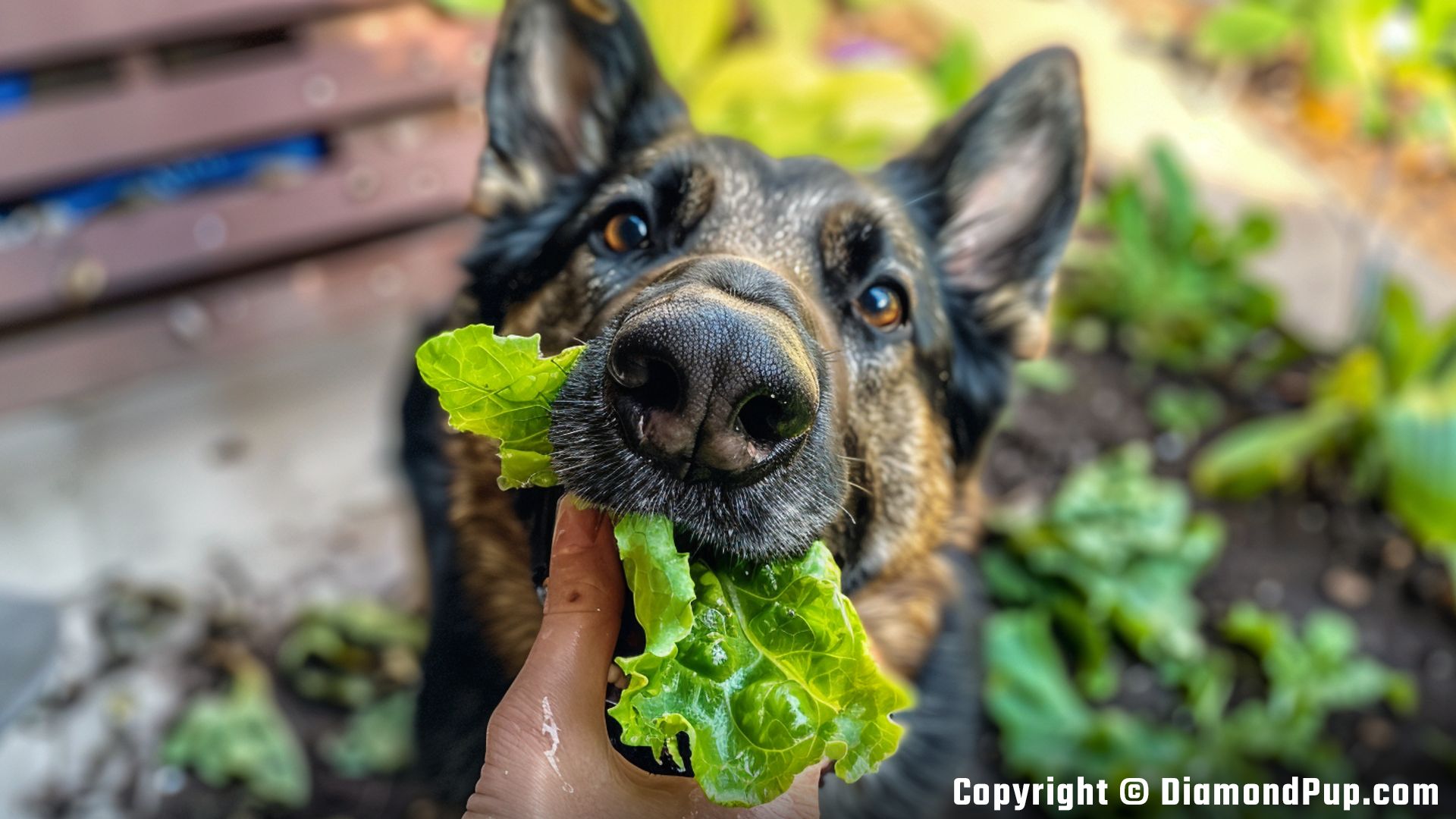 Picture of German Shepherd Eating Lettuce