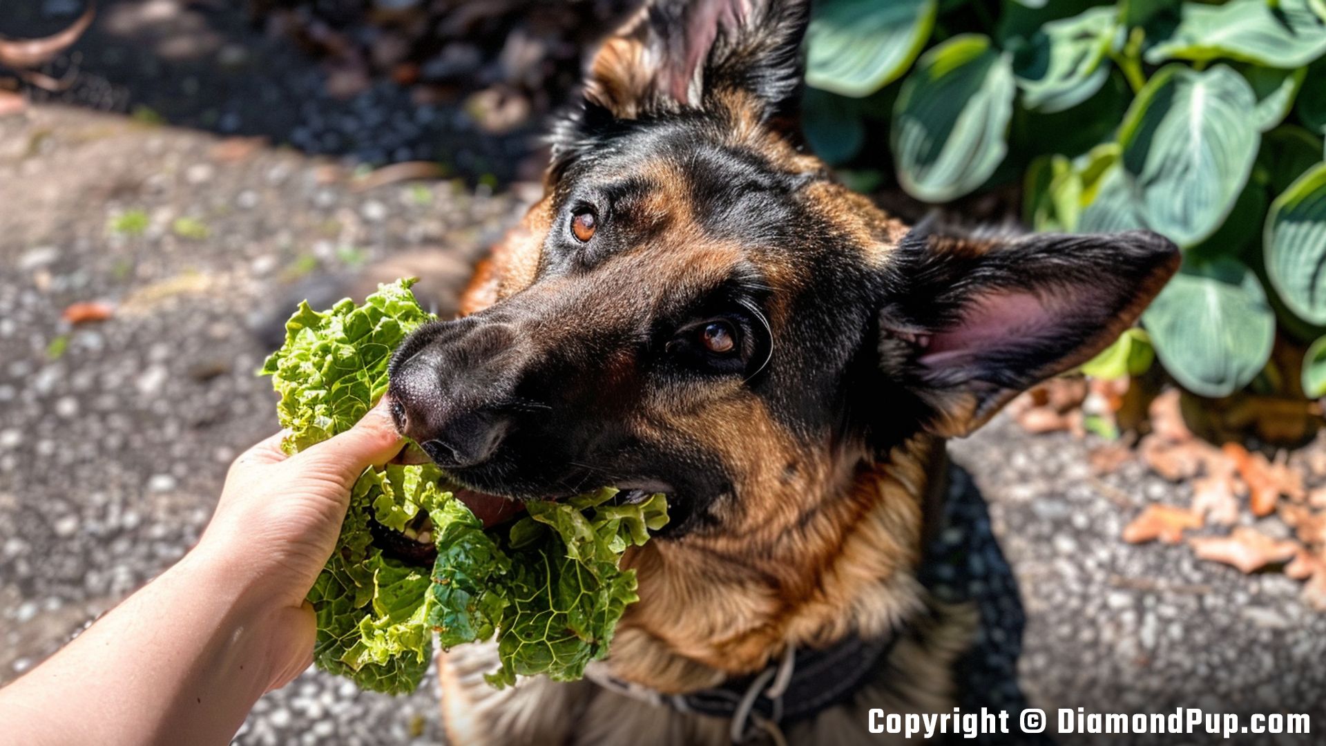 Picture of German Shepherd Snacking on Lettuce