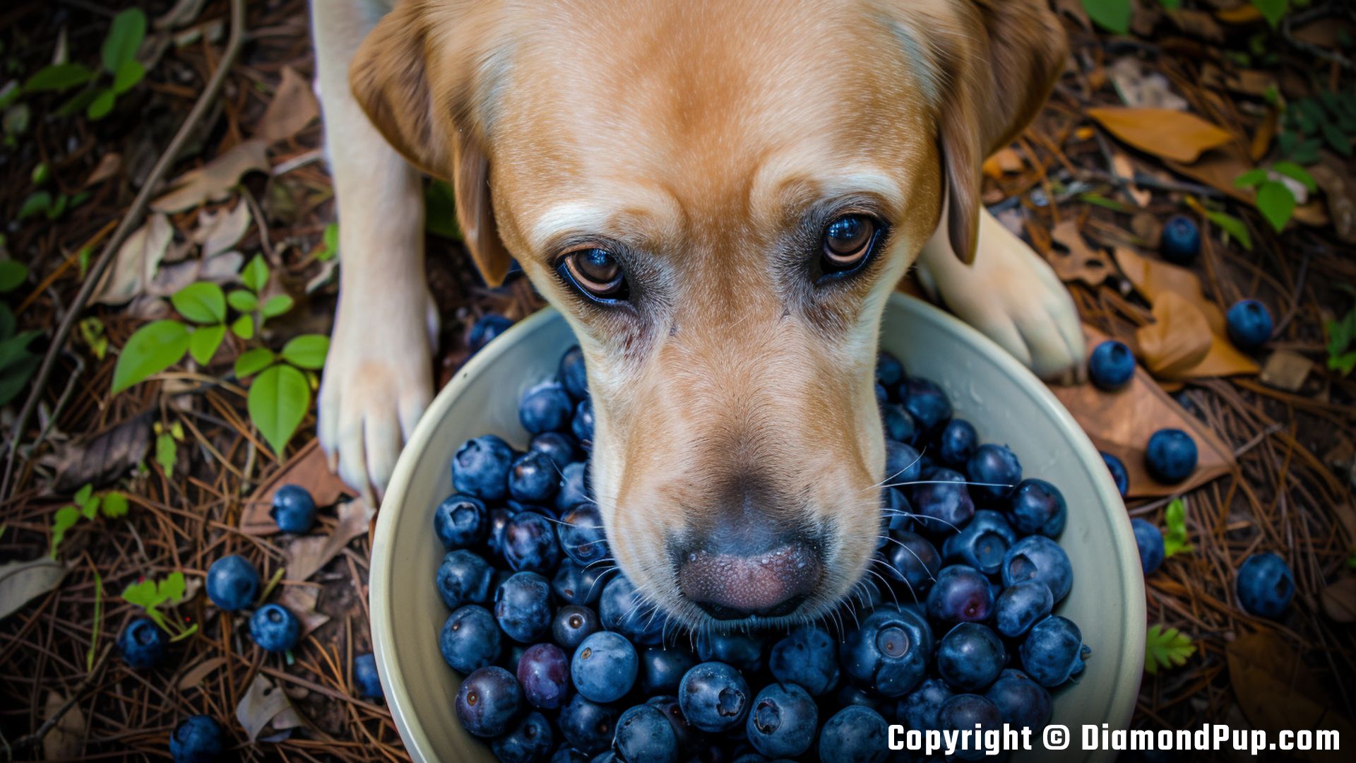 Picture of Labrador Snacking on Blueberries