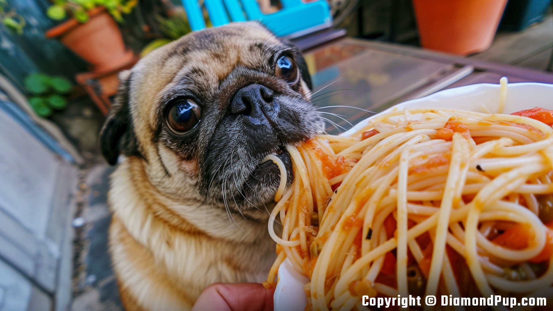 Picture of Pug Eating Pasta